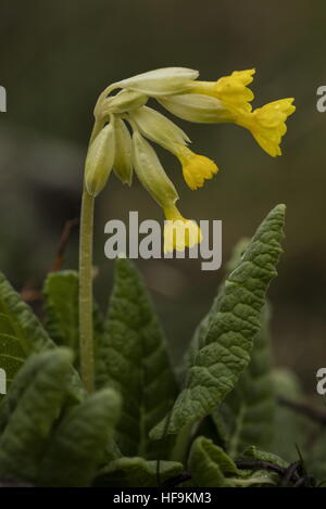Cowslips, Primula veris, in flower in early spring in old grassland. Stock Photo