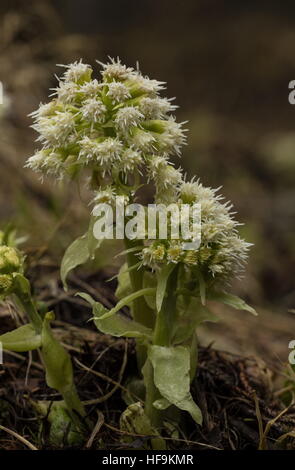White Butterbur, Petasites albus coming into flower in spring, Maritime Alps. France. Stock Photo