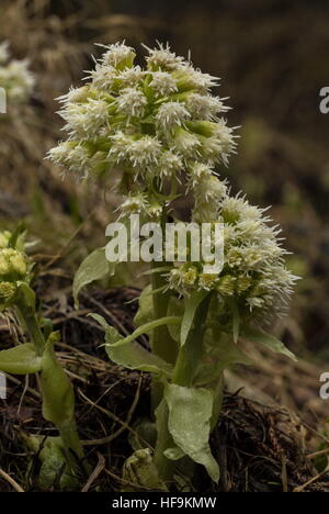 White Butterbur, Petasites albus coming into flower in spring, Maritime Alps. France.