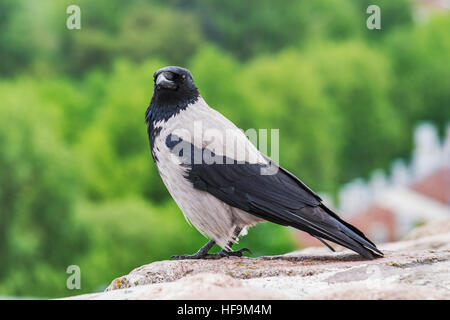 Closeup view of a dun crow, Corvus corone Stock Photo