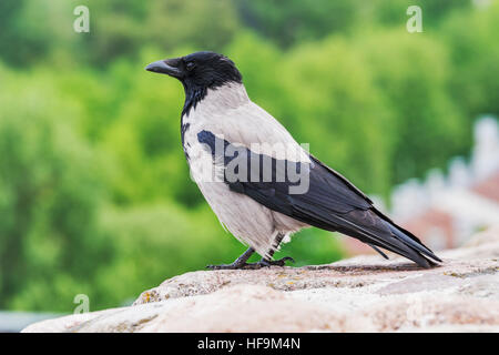 Closeup view of a dun crow, Corvus corone Stock Photo