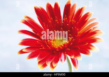 Red Gerber Daisy (Gerbera) Stock Photo