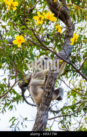 Wild Koala, Magnetic Island, Australia Stock Photo