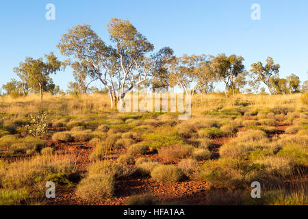 Australian Bush, landscape Stock Photo
