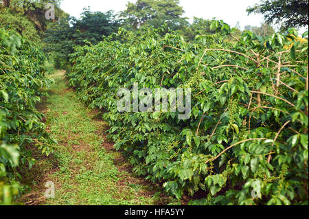 Coffee, growing well in the foot hills of Mt Meru, Arusha, Tanzania Stock Photo