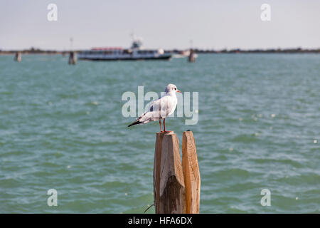 Seagull standing atop on wooden pile for navigation in Venice canal, Veneto, Italy. Stock Photo