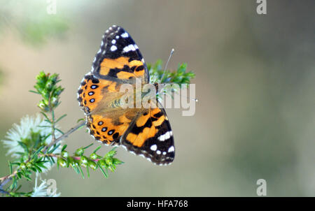 Australian Painted Lady Butterfly, Vanessa kershawi, on a native shrub, Royal National Park, Sydney, Australia Stock Photo