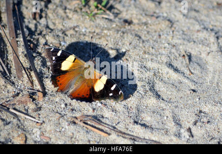 Australian Yellow Admiral butterfly, Vanessa itea, casting a shadow on the ground in the Royal National Park, Sydney Stock Photo