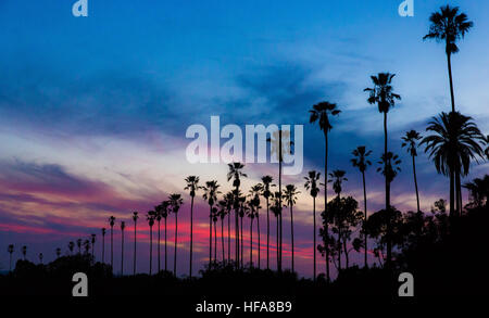 Palm trees in silhouette against a colorful, dramatic dusk sky in Los Angeles, California. Stock Photo