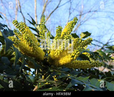 The yellow flowers of the winter flowering shrub, Mahonia bealei also known as Beales Barberry. Stock Photo