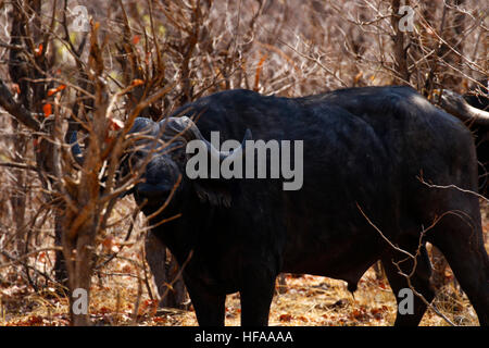 African Cape Buffalo or dagger boys as they are commonly known, as their fierce reputation precedes them Stock Photo