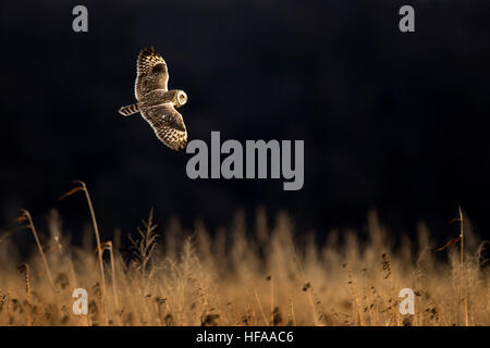 A Short-eared Owl flies just over a field of tall brown grass on a sunny evening against a black background. Stock Photo
