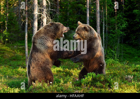 bear fight. bears fighting. animal fight. Stock Photo