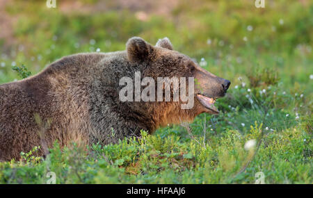 exhausted brown bear resting in forest Stock Photo