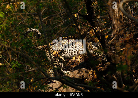 Leopard Mother & her sub adult male cub have an impala kill nearby in the tree which they feed on, seen whilst on mobile safari Stock Photo