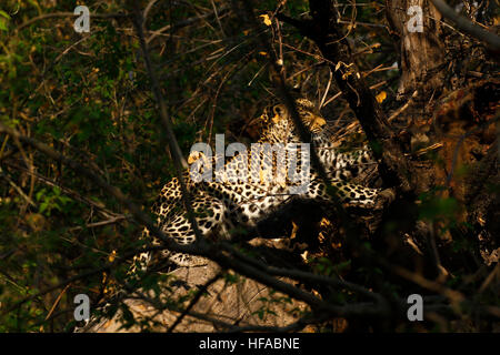 Leopard Mother & her sub adult male cub have an impala kill nearby in the tree which they feed on, seen whilst on mobile safari Stock Photo