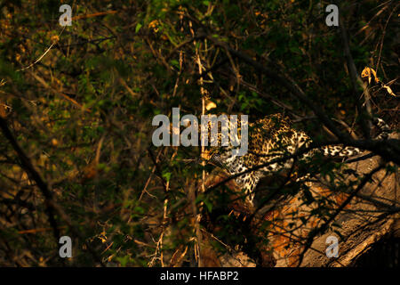 Leopard Mother & her sub adult male cub have an impala kill nearby in the tree which they feed on, seen whilst on mobile safari Stock Photo