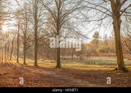 autumn woodland, Clumber Park,Nottinghamshire England Stock Photo