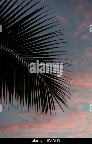 Back lit palm leaves at sunset at Ala Moana beach park on Oahu. Stock Photo