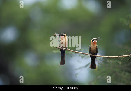 White Fronted Bee Eater, merops bullockoides, Adults standing on Branch, Eating Insect, Kenya