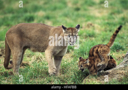 Cougar,  puma concolor, Mother and Cub Stock Photo