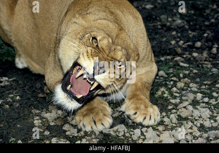 African Lion,  panthera leo, Female Snarling Stock Photo