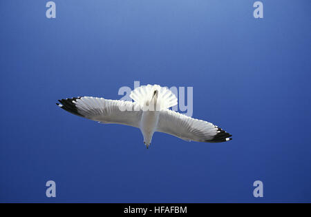 Ring Billed Gull,   larus delawarensis, Adult in Flight, Florida Stock Photo