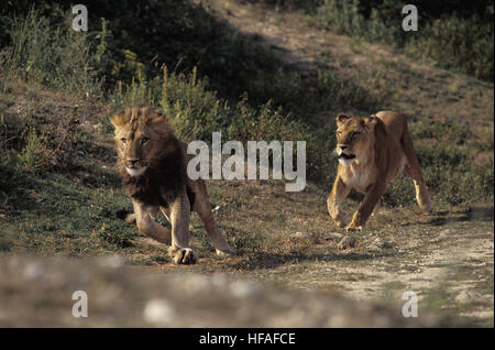African Lion,  panthera leo, Pair running Stock Photo