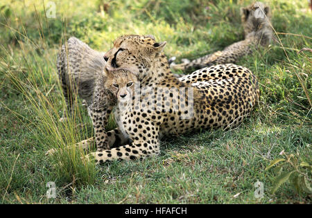 Cheetah,   acinonyx jubatus, Mother and Cub, Masai Mara Park in Kenya Stock Photo