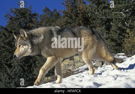 North American Grey Wolf,  canis lupus occidentalis, Adult walking on Snow, Canada Stock Photo