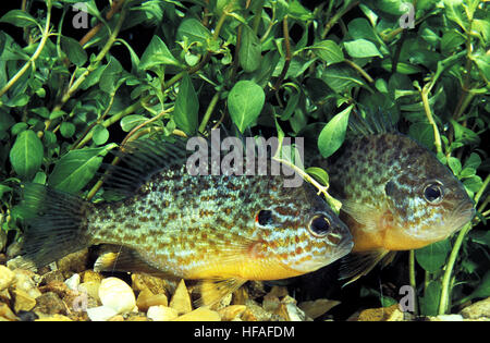 Pumpkinseed Sunfish,  lepomis gibbosus Stock Photo