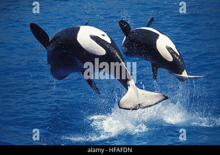 Killer Whale, orcinus orca, Mother and Calf breaching Stock Photo