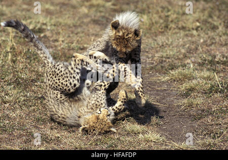 Cheetah,   acinonyx jubatus,  Cub playing, Masai Mara Park in Kenya Stock Photo