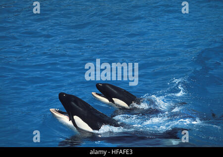 Killer Whale, orcinus orca, Head Mother and Calf  emerging at surface Stock Photo