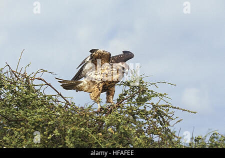 Galapagos Hawk,   buteo galapagoensis, taking off Stock Photo