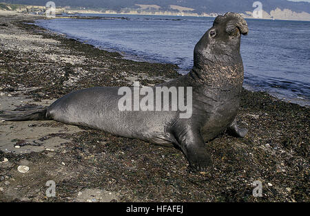 Southern Elephant Seal,   mirounga leonina, Male laying on Beach, California Stock Photo