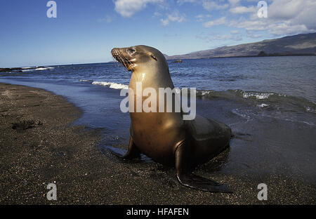 Galapagos Fur Seal,  arctocephalus galapagoensis, Female standing on Beach, Galapagos Islands Stock Photo