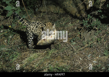 Jaguar,  panthera onca,  Cub carrying Fish in its Mouth Stock Photo