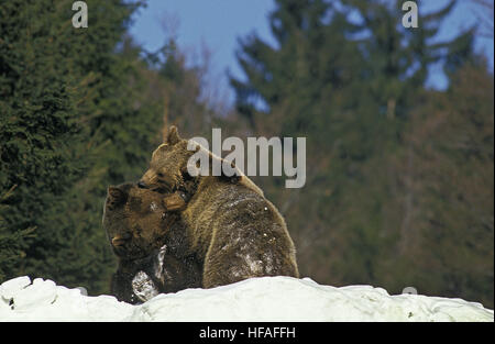 Brown Bear, ursus arctos, Playing in Snow Stock Photo