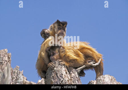 Black Capped Capuchin,   cebus apella, Mother carrying Yound on its Back Stock Photo