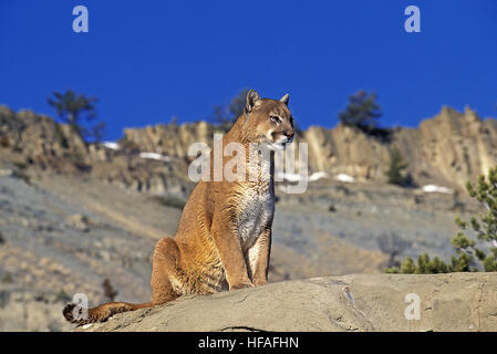 Cougar,  puma concolor, Adult standing on Rocks Stock Photo