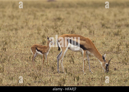 Thomson's Gazelle,   gazella thomsoni, Mother and Young, Masai Mara Park in Kenya Stock Photo