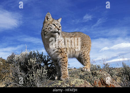 Bobcat,  lynx rufus, Adult standing on Rocks, Canada Stock Photo