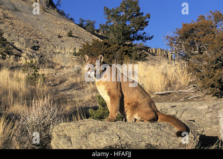 Cougar,  puma concolor, Adult standing on Rocks Stock Photo