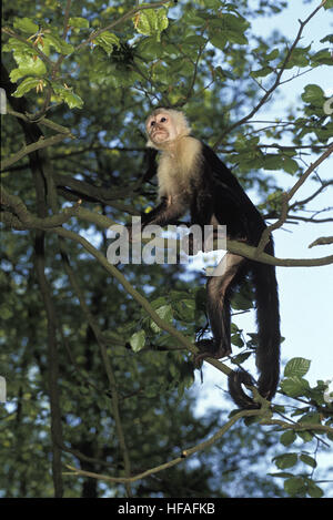 White Headed Capuchin, cebus capucinus, Adult standing on Branch Stock Photo