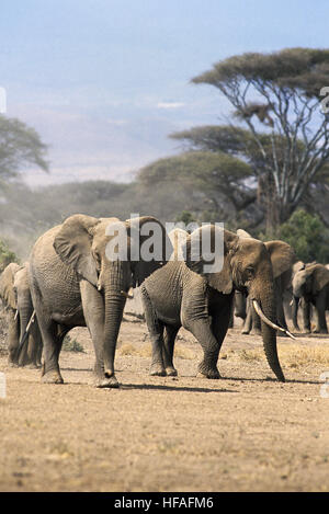 African Elephant,  loxodonta africana, Herd at Masai Mara park in Kenya Stock Photo