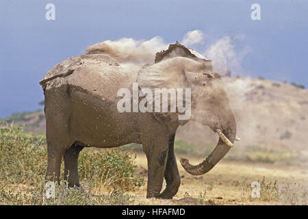 African Elephant,  loxodonta africana, Adult having Dust Bath, Masai Mara park in Kenya Stock Photo