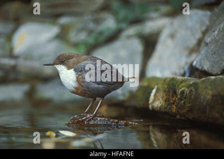 White Throated Dipper, cinclus cinclus, standing near Water Stock Photo