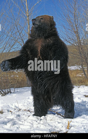 Kodiak Bear, ursus arctos middendorffi, Adult standing on Hind Legs, Alaska Stock Photo
