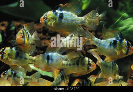 Blue German Ram,    mikrogeophagus ramirezi Stock Photo